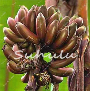 50 Pcs Dwarf Banana Bonsai Tree, Tropical Fruit Tree, Bonsai Balcony Flower for Home Planting, Germination Rate of 95%